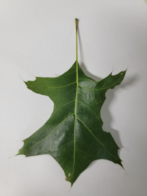 Pin Oak Leaf